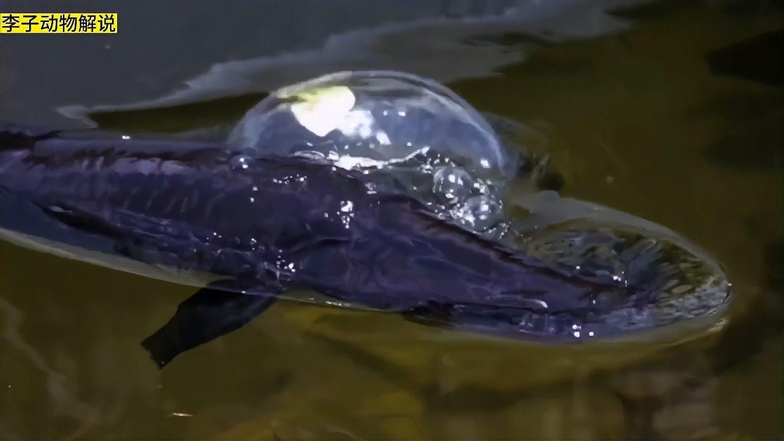 巨骨舌魚和龍魚哪個壽命更長？（巨骨舌魚和龍魚的壽命一般多長時間疾擎社龍魚能活多久）