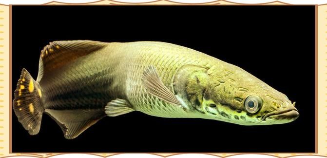 巨骨舌魚和龍魚哪個壽命更長？（巨骨舌魚和龍魚的壽命一般多長時間疾擎社龍魚能活多久）