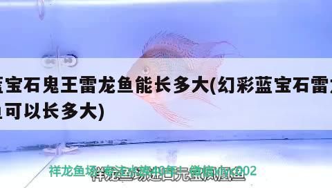 藍寶石鬼王雷龍魚能長多大(幻彩藍寶石雷龍魚可以長多大)（藍寶石雷龍魚能長多大）