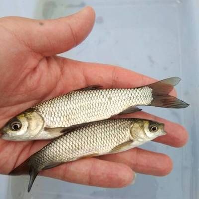 如何檢測白子銀版魚苗水質（如何檢測白子銀版魚苗的水質狀況）