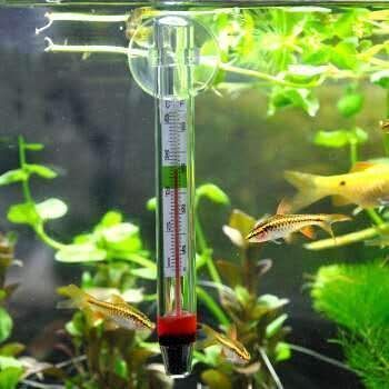 如何檢測(cè)白子銀版魚苗水質(zhì)（如何檢測(cè)白子銀版魚苗的水質(zhì)狀況）