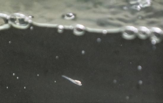 如何檢測(cè)白子銀版魚苗水質(zhì)（如何檢測(cè)白子銀版魚苗的水質(zhì)狀況）