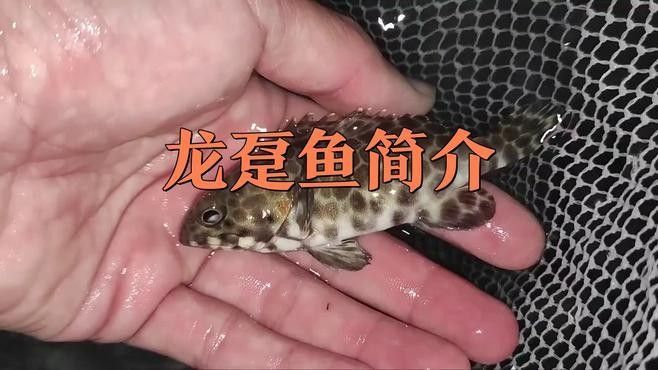 龍躉魚生怎么做才好吃？（清蒸龍躉肉,鮮美又脆嫩,家常做法超簡(jiǎn)單）