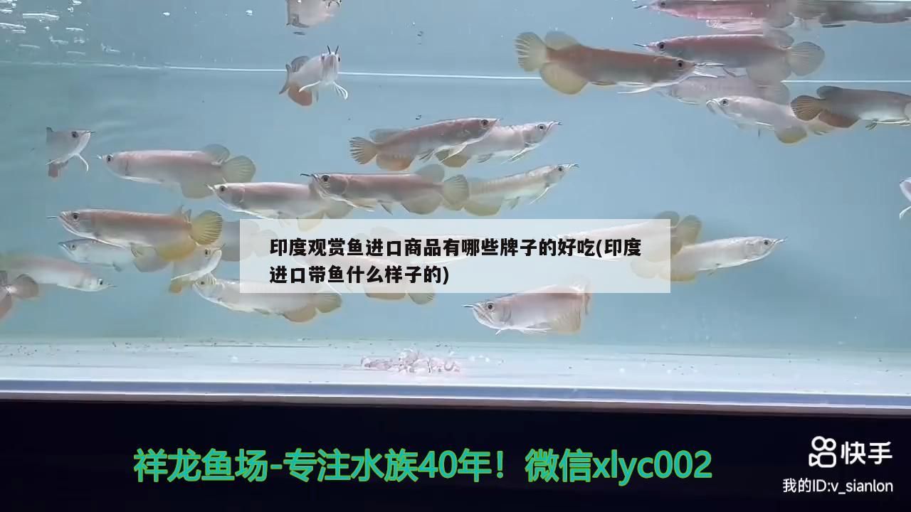 飼料 印度觀賞魚進口商品有哪些牌子的好吃(印度進口帶魚什么樣子的)(華麗印度觀賞魚進口商品有哪些牌子的好吃的魚有哪些) 觀賞魚百科 印度觀賞魚進口商品有哪些牌子的好吃(印度進口帶魚什么樣子的)(華麗印度觀賞魚進口商品有哪些牌子的好吃的魚有哪些) 印度觀賞魚進口商品有哪些牌子的好吃(印度進口帶魚什么樣子的)(華麗印度觀賞魚進口商品有哪些牌子的好吃的魚有哪些) 觀賞魚百科