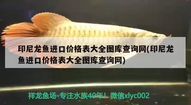 印尼龍魚進(jìn)口價(jià)格表大全圖庫(kù)查詢網(wǎng)(印尼龍魚進(jìn)口價(jià)格表大全圖庫(kù)查詢網(wǎng))（印尼龍魚進(jìn)口價(jià)格表大全印尼龍魚進(jìn)口價(jià)格表大全） 印尼龍魚進(jìn)口價(jià)格表大全圖庫(kù)查詢網(wǎng)(印尼龍魚進(jìn)口價(jià)格表大全圖庫(kù)查詢網(wǎng))（印尼龍魚進(jìn)口價(jià)格表大全印尼龍魚進(jìn)口價(jià)格表大全） 觀賞魚百科