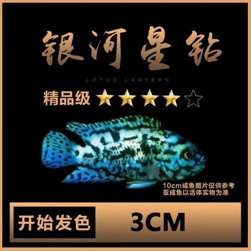 銀河星鉆魚是雜牌還是名牌（銀河星鉆魚是名牌還是雜牌？） 銀河星鉆魚是雜牌還是名牌（銀河星鉆魚是名牌還是雜牌？） 觀賞魚百科 第1張