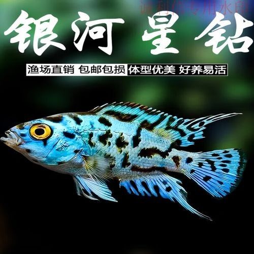 銀河星鉆魚是雜牌還是名牌（銀河星鉆魚是名牌還是雜牌？） 銀河星鉆魚是雜牌還是名牌（銀河星鉆魚是名牌還是雜牌？） 觀賞魚百科 第2張