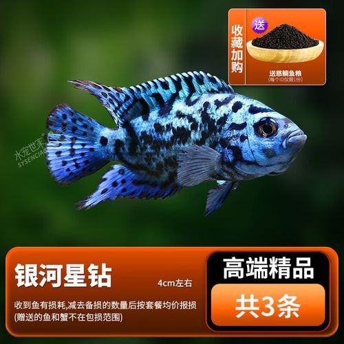 銀河星鉆魚是雜牌還是名牌（銀河星鉆魚是名牌還是雜牌？） 銀河星鉆魚是雜牌還是名牌（銀河星鉆魚是名牌還是雜牌？） 觀賞魚百科 第3張