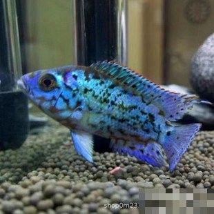 銀河星鉆魚是雜牌還是名牌（銀河星鉆魚是名牌還是雜牌？） 銀河星鉆魚是雜牌還是名牌（銀河星鉆魚是名牌還是雜牌？） 觀賞魚百科 第5張