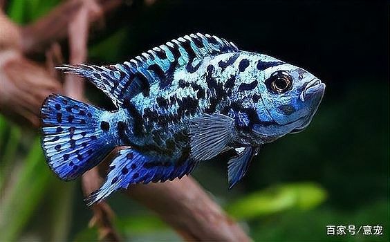 銀河星鉆魚是雜牌還是名牌（銀河星鉆魚是名牌還是雜牌？） 銀河星鉆魚是雜牌還是名牌（銀河星鉆魚是名牌還是雜牌？） 觀賞魚百科 第4張