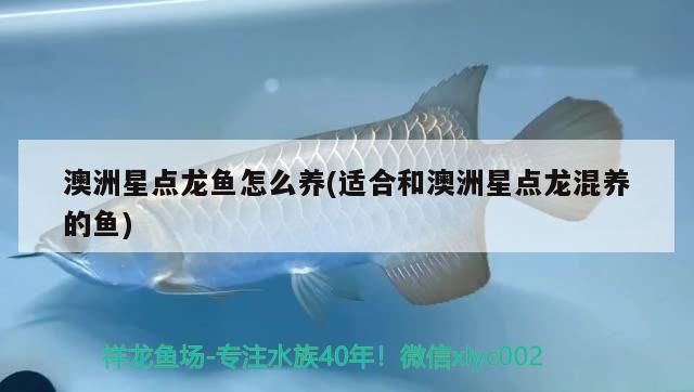 銀龍魚 澳洲星點(diǎn)龍魚怎么養(yǎng)(適合和澳洲星點(diǎn)龍混養(yǎng)的魚)(澳洲星點(diǎn)龍?jiān)趺答B(yǎng)) 觀賞魚百科 澳洲星點(diǎn)龍魚怎么養(yǎng)(適合和澳洲星點(diǎn)龍混養(yǎng)的魚)(澳洲星點(diǎn)龍?jiān)趺答B(yǎng)) 澳洲星點(diǎn)龍魚怎么養(yǎng)(適合和澳洲星點(diǎn)龍混養(yǎng)的魚)(澳洲星點(diǎn)龍?jiān)趺答B(yǎng)) 觀賞魚百科
