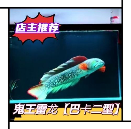 幻彩藍寶石雷龍魚適合新手嗎（新手飼養幻彩藍寶石雷龍魚需要哪些設備幻彩藍寶石雷龍魚好養嗎）
