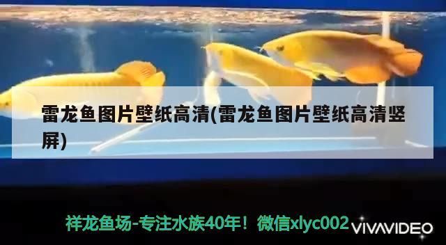魚缸過濾器選購指南:自制魚缸過濾器魚缸上置過濾器對于養(yǎng)魚愛好者的必備知識 雷龍魚圖片壁紙高清(雷龍魚圖片壁紙高清豎屏)(雷龍魚圖片壁紙高清) 觀賞魚百科 雷龍魚圖片壁紙高清(雷龍魚圖片壁紙高清豎屏)(雷龍魚圖片壁紙高清) 雷龍魚圖片壁紙高清(雷龍魚圖片壁紙高清豎屏)(雷龍魚圖片壁紙高清) 觀賞魚百科