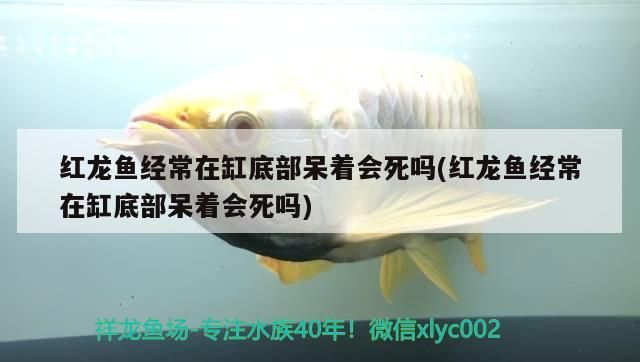 紅龍魚經常在缸底部呆著會死嗎(紅龍魚經常在缸底部呆著會死嗎)