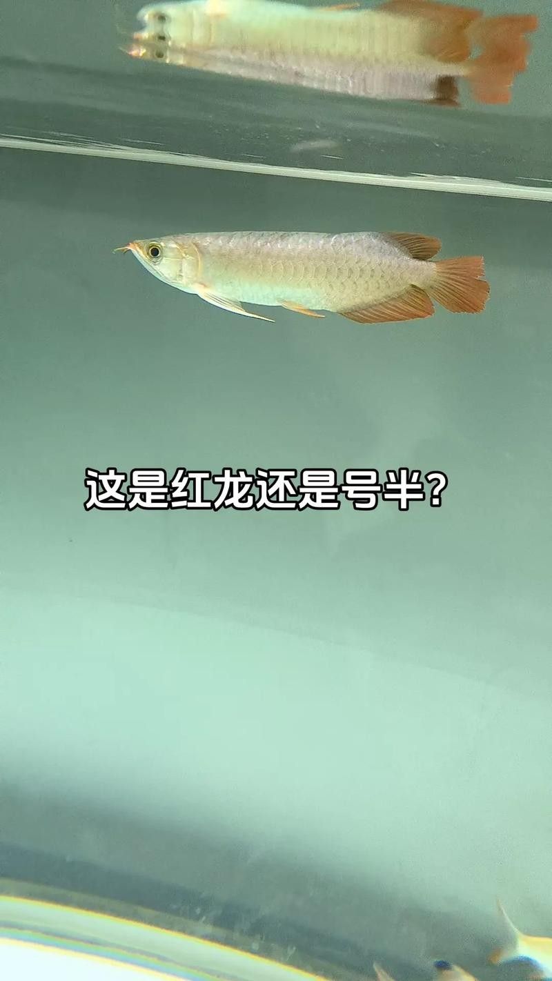 紅龍號半的市場價格是多少?(紅龍號半的市場價格多少錢一條) 龍魚百科 第4張 紅龍號半的市場價格是多少?(紅龍號半的市場價格多少錢一條) 紅龍號半的市場價格是多少?(紅龍號半的市場價格多少錢一條) 龍魚百科 第4張