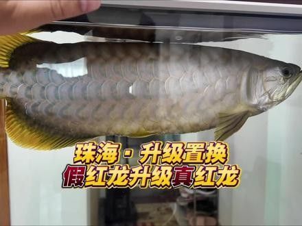 紅龍號半的市場價格是多少？（紅龍號半的市場價格多少錢一條） 紅龍號半的市場價格是多少？（紅龍號半的市場價格多少錢一條） 龍魚百科 第7張