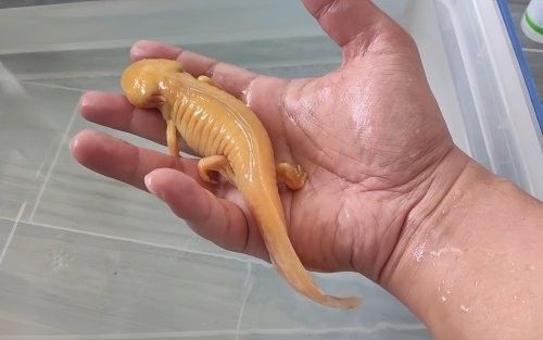 六角龍吃植物時需要注意什么