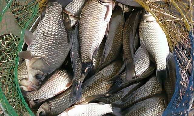 龍魚釣上來后如何處理 龍魚釣上來后如何處理 龍魚百科 第5張