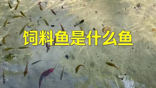 龍魚飼料魚是什么魚（龍魚飼料魚是指用于喂養龍魚的特定魚類）