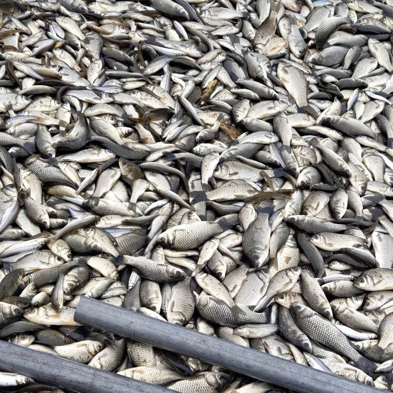 龍魚飼料魚是什么魚（龍魚飼料魚是指用于喂養龍魚的特定魚類）