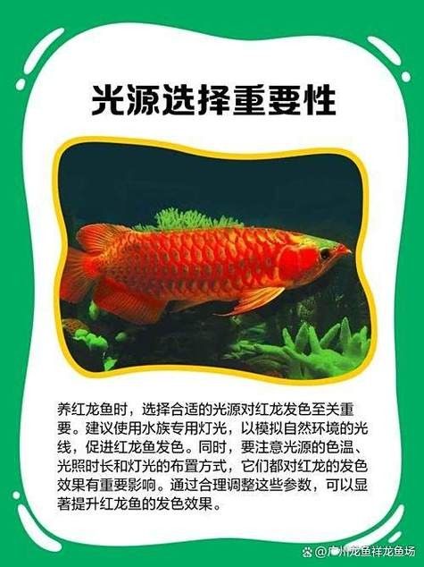 如何預防紅龍魚鰓病?(如何預防紅龍魚鰓病) 龍魚百科 第3張 如何預防紅龍魚鰓病?(如何預防紅龍魚鰓病) 如何預防紅龍魚鰓病?(如何預防紅龍魚鰓病) 龍魚百科 第3張