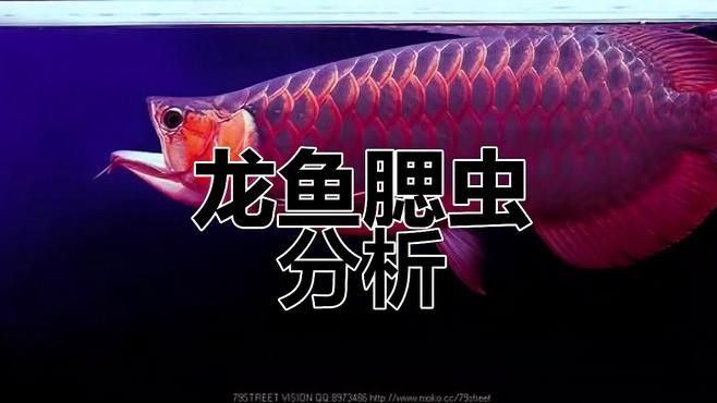 如何預防紅龍魚鰓病？（如何預防紅龍魚鰓病） 如何預防紅龍魚鰓病？（如何預防紅龍魚鰓病） 龍魚百科 第8張