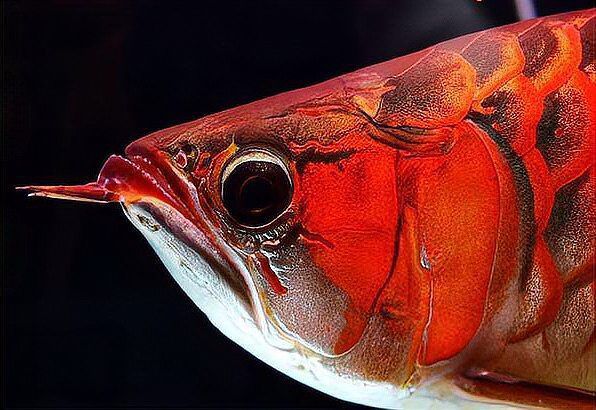 龍魚鰓蓋手術風險大嗎？（龍魚翻腮過濾死水區的危害）