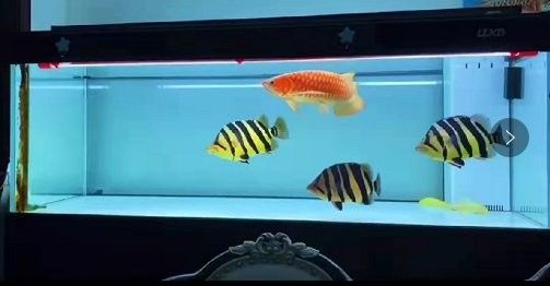 紅金龍魚繁殖需要多大的魚缸？（紅金龍魚的繁殖方式） 紅金龍魚繁殖需要多大的魚缸？（紅金龍魚的繁殖方式） 龍魚百科 第9張
