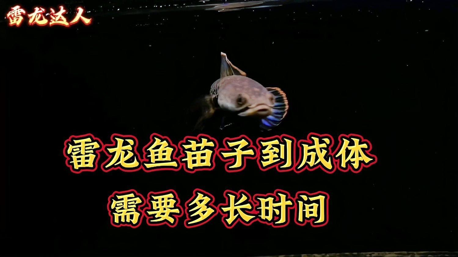 雷龍魚(yú)苗子多久能長(zhǎng)大（雷龍魚(yú)的成長(zhǎng)時(shí)間）