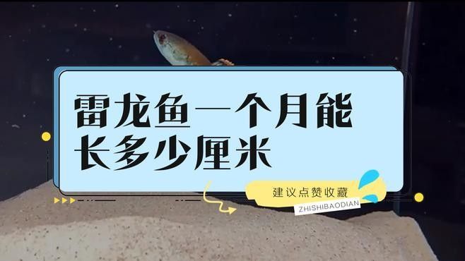雷龍魚(yú)苗子多久能長(zhǎng)大（雷龍魚(yú)的成長(zhǎng)時(shí)間）