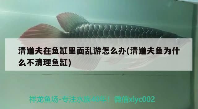錦鯉魚池（錦鯉魚池水質處理方法）（養殖錦鯉魚的注意事項） 錦鯉魚池（錦鯉魚池水質處理方法）（養殖錦鯉魚的注意事項） 觀賞魚百科 第1張