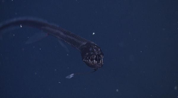 黑龍魚的價格是多少？（黑龍魚價格行情走勢(烏鱧)批發價格）