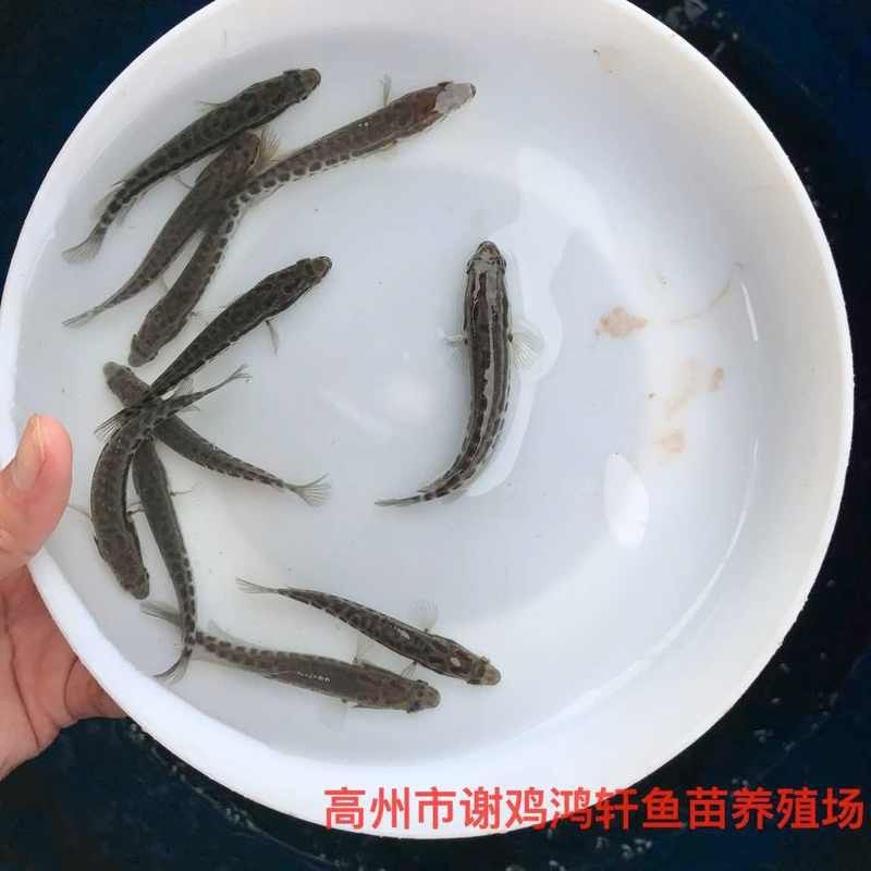 黑龍魚的價格是多少？（黑龍魚價格行情走勢(烏鱧)批發(fā)價格）