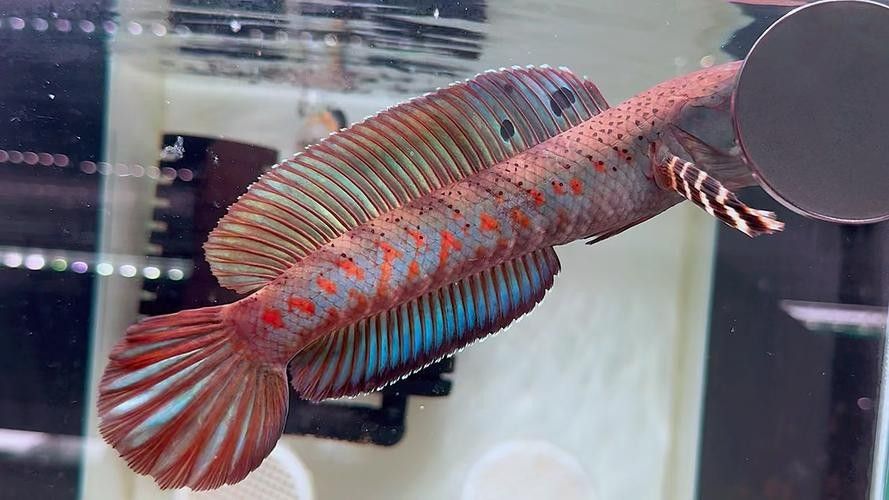 如何判斷幻紅雷龍魚是否健康（如何判斷幻紅雷龍魚的健康狀況）