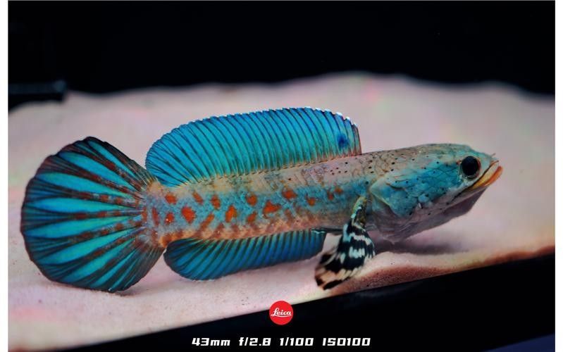 如何判斷幻紅雷龍魚是否健康（如何判斷幻紅雷龍魚的健康狀況）