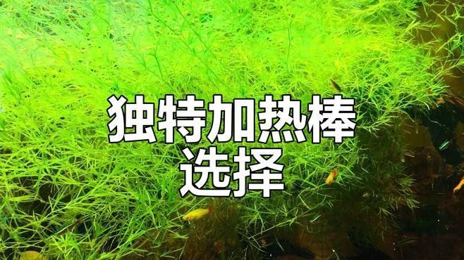 如何安裝和使用加熱棒？（琪琪生活小常識魚缸加熱棒安裝與使用指南冬天的秘密）