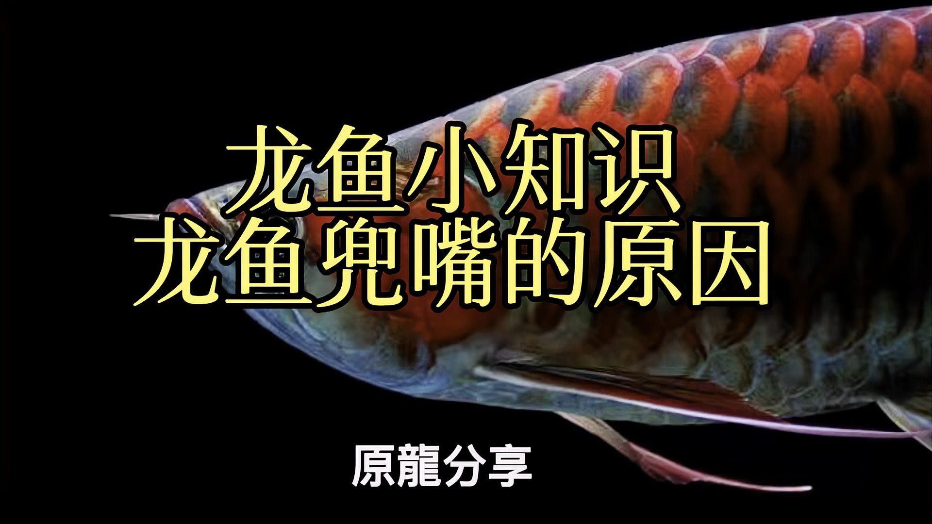 龍魚兜嘴能完全矯正嗎（龍魚兜嘴是否能夠完全矯正？）