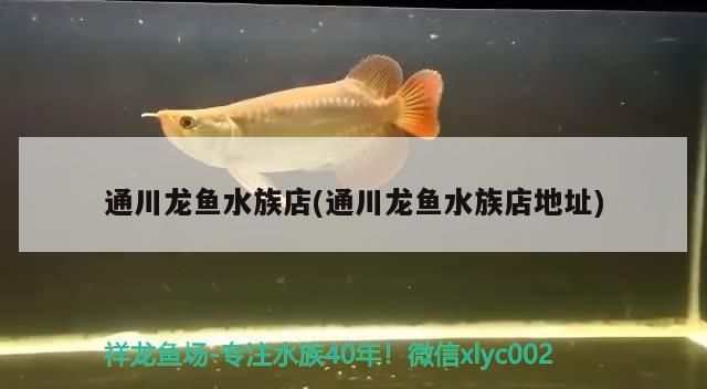 <strong><mark>通川</mark></strong>龍魚水族店(<strong><mark>通川</mark></strong>龍魚水族店地址)（哈爾濱<strong><mark>通川</mark></strong>龍魚水族店）