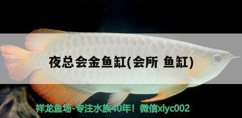 夜總會(huì)金魚(yú)缸(會(huì)所魚(yú)缸)