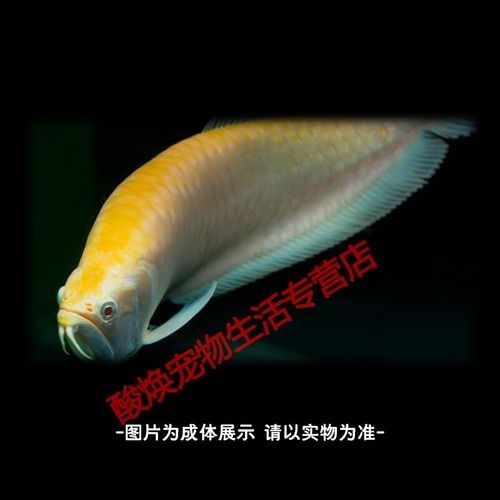 哪里可以購(gòu)買到白色金龍魚？（京津冀花鳥(niǎo)魚蟲市場(chǎng)全攻略金龍魚飼養(yǎng)全攻略）