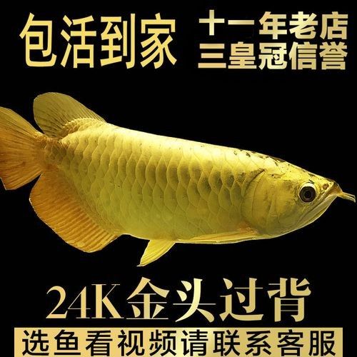 哪里可以購(gòu)買到白色金龍魚？（京津冀花鳥(niǎo)魚蟲市場(chǎng)全攻略金龍魚飼養(yǎng)全攻略）