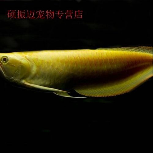哪里可以購(gòu)買到白色金龍魚？（京津冀花鳥(niǎo)魚蟲市場(chǎng)全攻略金龍魚飼養(yǎng)全攻略）