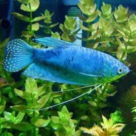 廣州龍魚價格如何（廣州龍魚價格受到季節性需求、養殖條件等影響）