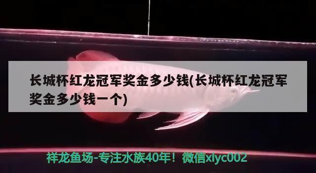 長城杯紅龍冠軍獎金多少錢(長城杯紅龍冠軍獎金多少錢一個)（長城杯紅龍冠軍獎金多少錢） 長城杯紅龍冠軍獎金多少錢(長城杯紅龍冠軍獎金多少錢一個)（長城杯紅龍冠軍獎金多少錢） 觀賞魚百科