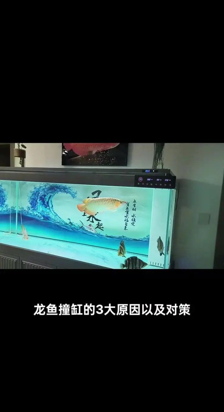 龍魚莫名其妙撞缸了（廣州勝哥龍魚為什么會撞缸詳解龍魚撞缸的原因及應對建議） 龍魚莫名其妙撞缸了（廣州勝哥龍魚為什么會撞缸詳解龍魚撞缸的原因及應對建議） 觀賞魚百科 第2張