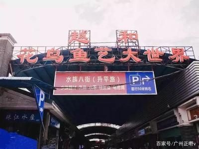 廣州芳村水族批發市場在哪里：廣州最大的水族批發市場在哪里？ 廣州芳村水族批發市場在哪里：廣州最大的水族批發市場在哪里？ 觀賞魚百科 第3張