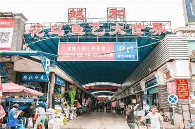 廣州芳村水族批發市場在哪里：廣州最大的水族批發市場在哪里？ 廣州芳村水族批發市場在哪里：廣州最大的水族批發市場在哪里？ 觀賞魚百科 第1張