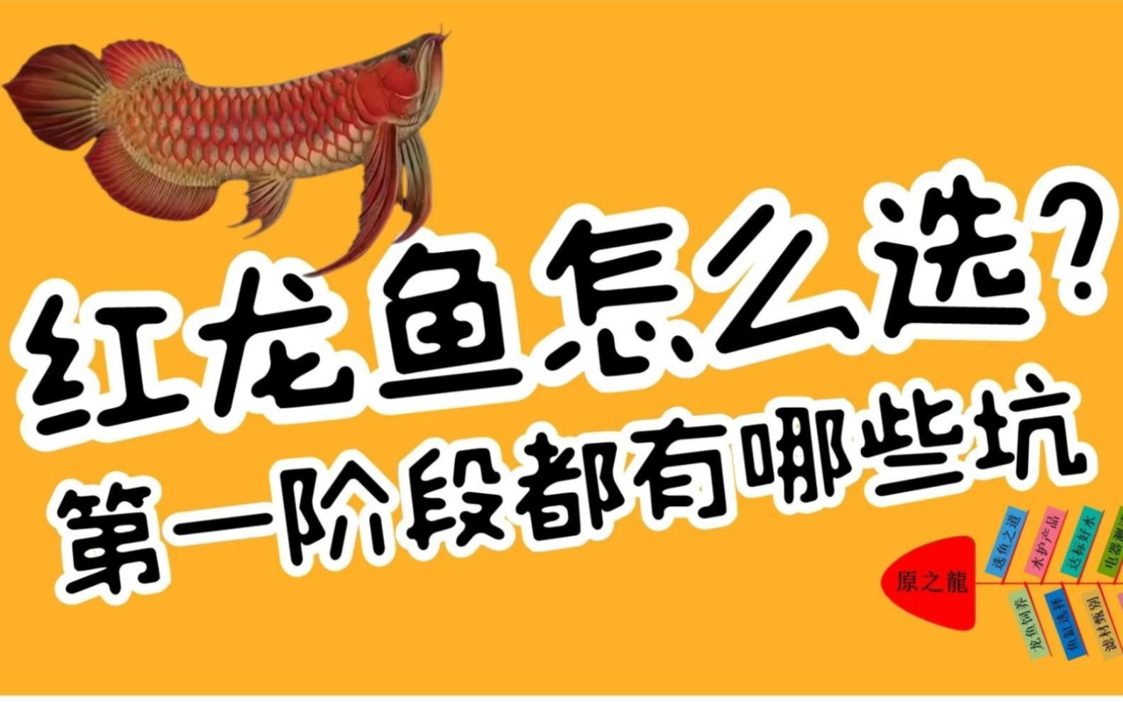 紅龍魚怎么挑選最好的（如何挑選優質紅龍魚）