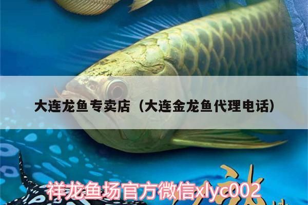 大連龍魚專賣店（大連金龍魚代理電話）（大連金龍魚代理電話、大連龍魚代理電話、大連龍魚專賣店介紹）