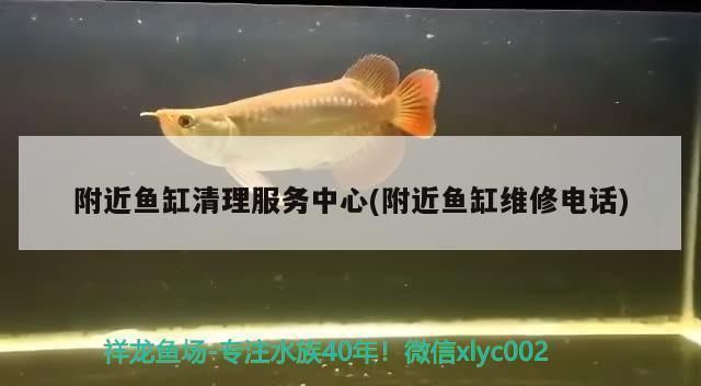 魚缸 金龍魚養殖成本構成分析(金龍魚的養殖成本主要包括哪些方面?) 觀賞魚百科 金龍魚養殖成本構成分析(金龍魚的養殖成本主要包括哪些方面?) 金龍魚養殖成本構成分析(金龍魚的養殖成本主要包括哪些方面?) 觀賞魚百科